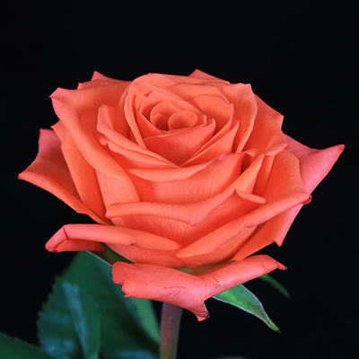 Pink Roses
